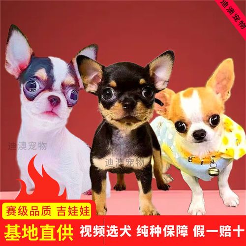 吉娃娃犬纯种幼犬小狗狗包金黄白咖啡三花茶杯吉娃娃狗活体宠物狗