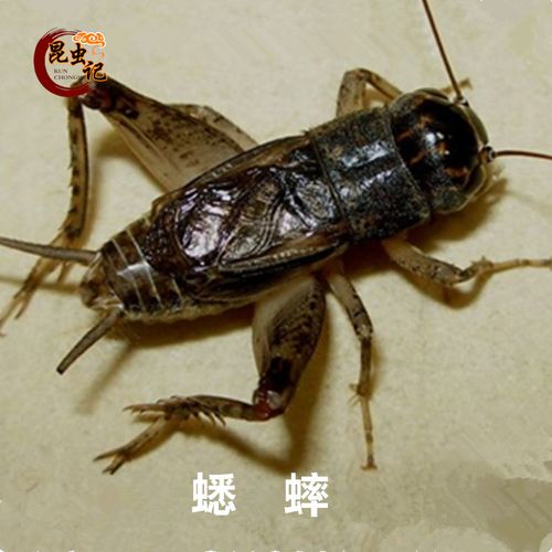 蛐蛐   新鲜蟋蟀蝈蝈  冷冻运输虫子生鲜美食用昆虫记500克