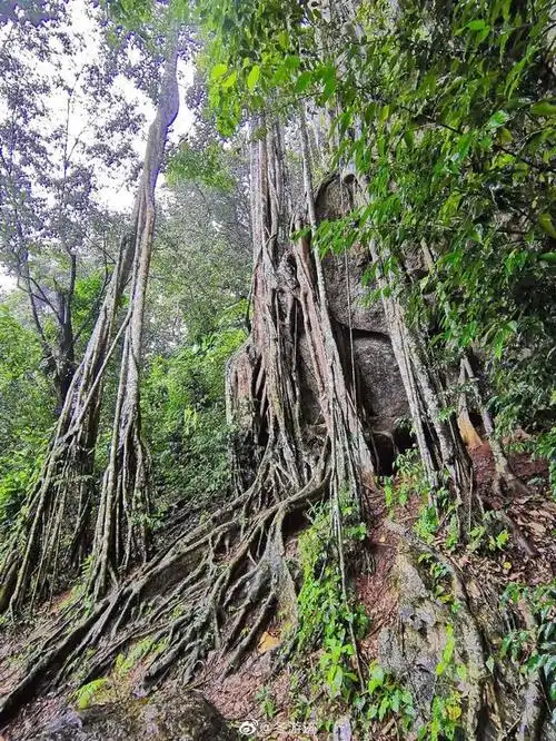 一木成林 叶茂根深
