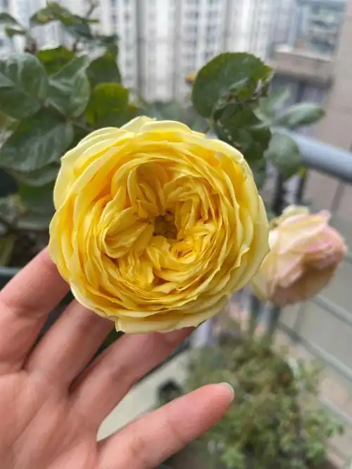 花园  #卡特琳娜月季  #鲜花分享  花期长的,我真是太喜欢了93