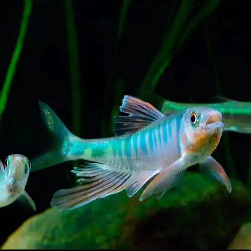 长鳍鬣马口冷水原生群游不加温溪流好养耐养冷水中小型冷水观赏鱼