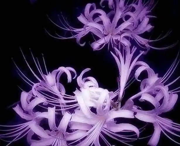 心理测试4朵彼岸花哪朵最漂亮测你天生注定什么命