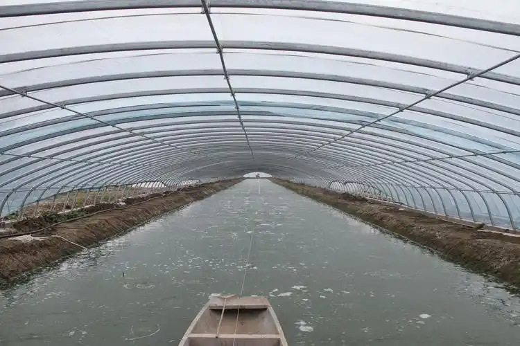 据悉,兴联村共有村民1053户,其中有650户从事罗氏沼虾养殖.