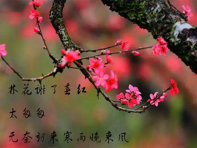 林花谢了春红,太匆匆,无奈朝来寒雨晚来风.