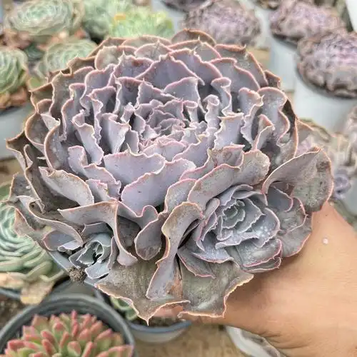 沙漠之星山东多肉植物一物一拍绿植花卉盆栽庭院多肉植物