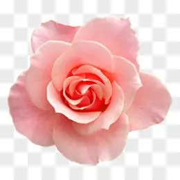 玫瑰花高清免抠元素
