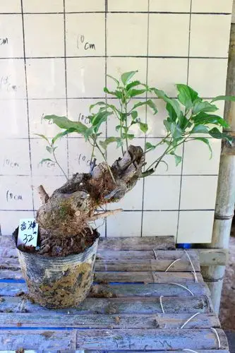 香樟盆景老桩成型一年四季常青散发香气的名贵树桩