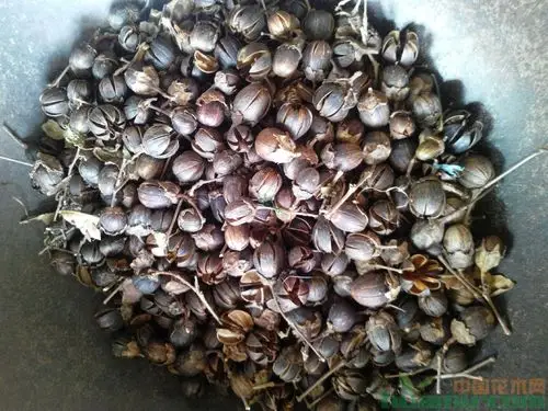 【紫薇种子】落叶灌木价格_图片_行情_报价 - 中国花木网