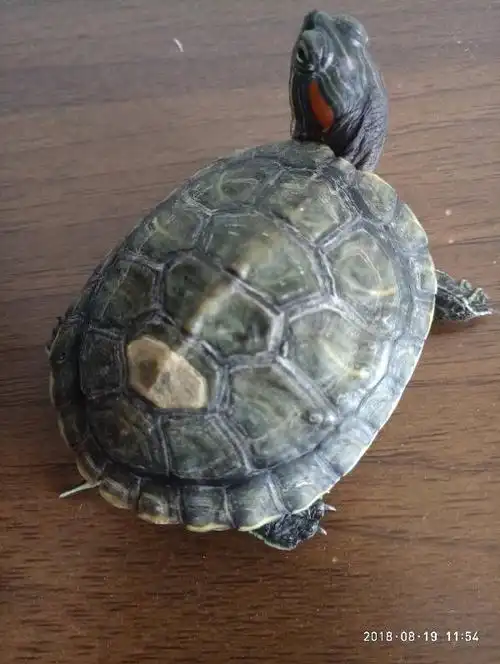 麻烦高人帮我看一下我的乌龟是不是缺钙,壳凹凸不平.