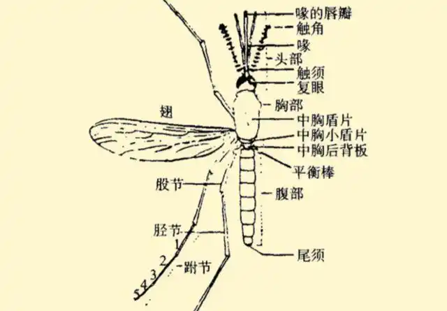 令人咬牙切齿的蚊子如果真从地球上消失会如何后果很严重