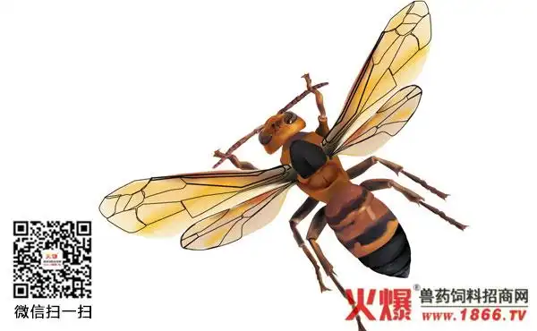 一只蜜蜂几条腿