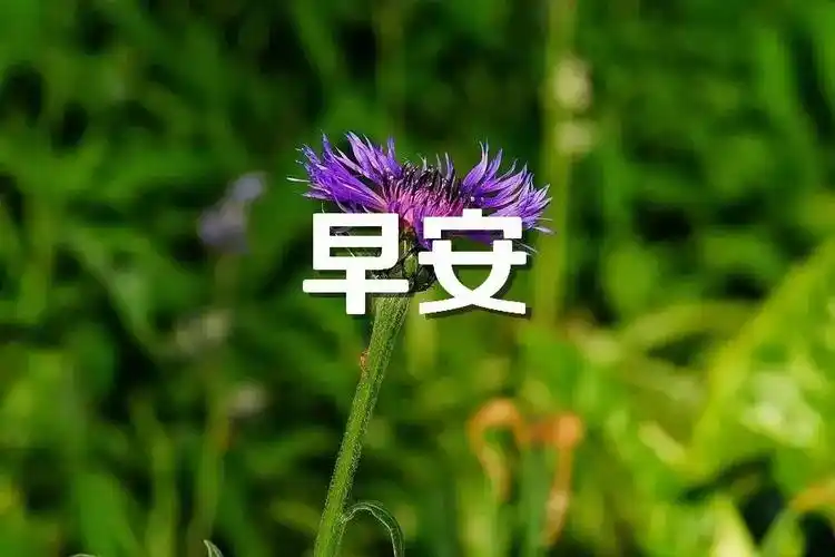 原创2021年最新美丽风景夏季早安图片带字带祝福语,唯美的夏天早上好