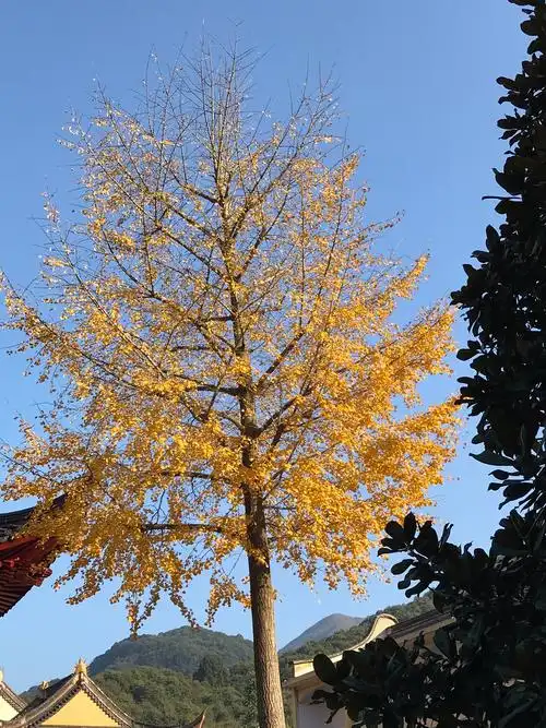 秋天里杏树,洒满园林,欢迎光临