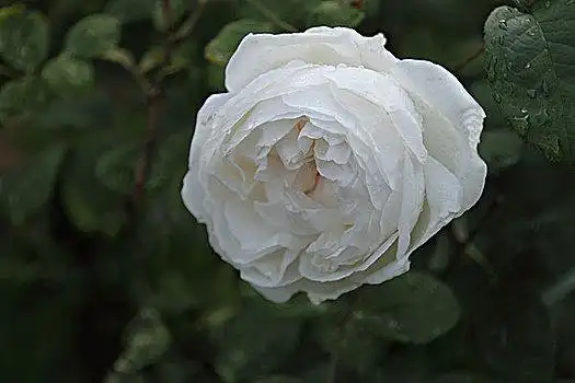 玫瑰,温彻斯特,大教堂