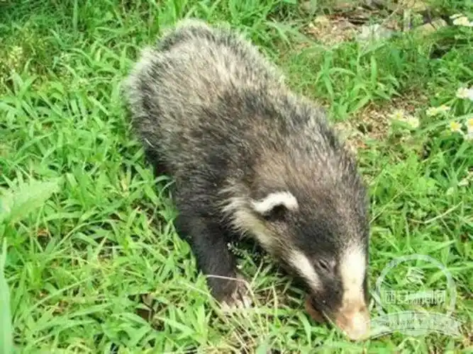 周至公安联合爱心群众 救助国家二级保护动物猪獾