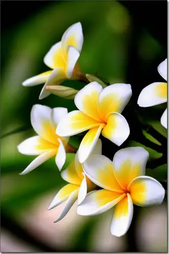 【鸡蛋花摄影图片】广州大学城生态摄影_太平洋电脑网摄影部落