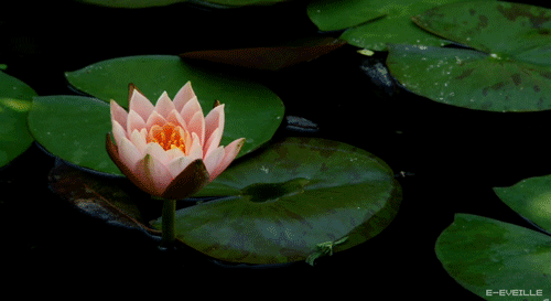 你还没有去洪湖,再不去荷花要谢啦!