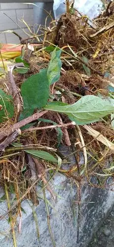 牛奶树根 牛奶根(来自五华石马山下深山老林)