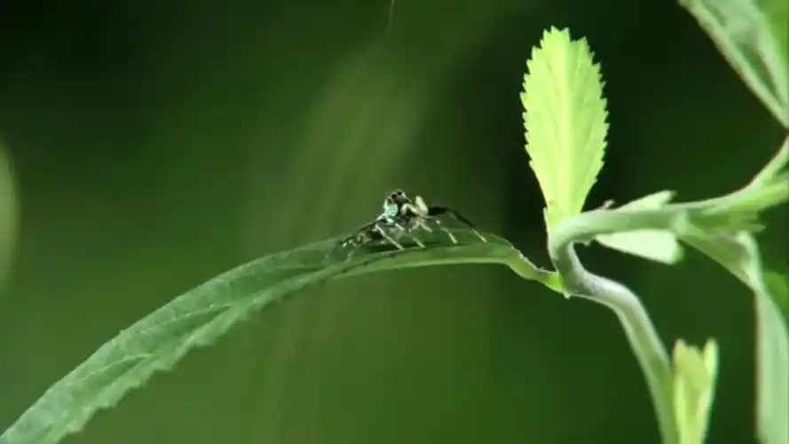 【刺客对射手】跳蛛vs花皮蛛