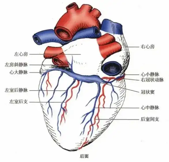 心脏健康小课堂:心脏静脉再学习!#医学科普 #解剖 - 抖音