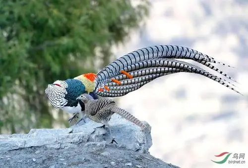 白腹锦鸡恭祝荣获首页鸟类精华