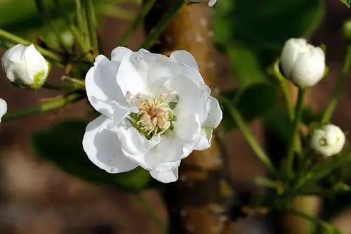 梨花早开白如雪查看大图曝光:1/250 sec光圈:f8快门:1/255 seciso:250