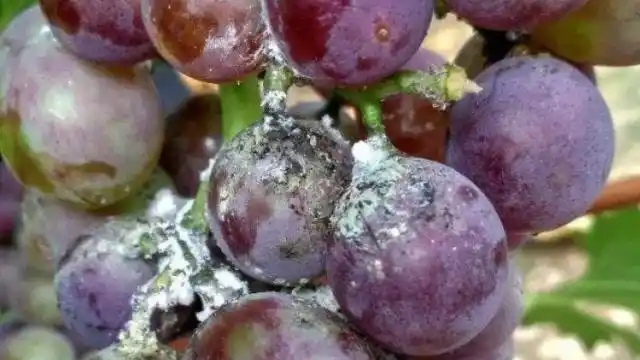 家中钱再多,烂葡萄也别扔,可是值钱的"宝贝",可惜还有人不懂