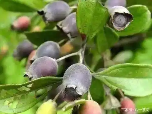 小时候这些农村的野果子,你还记得吗?