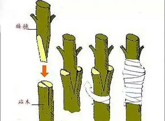 石榴嫁接时间和方法|春季嫁接