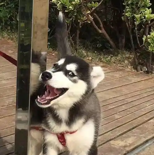 哈士奇为什么会那么傻也许傻狗有傻福