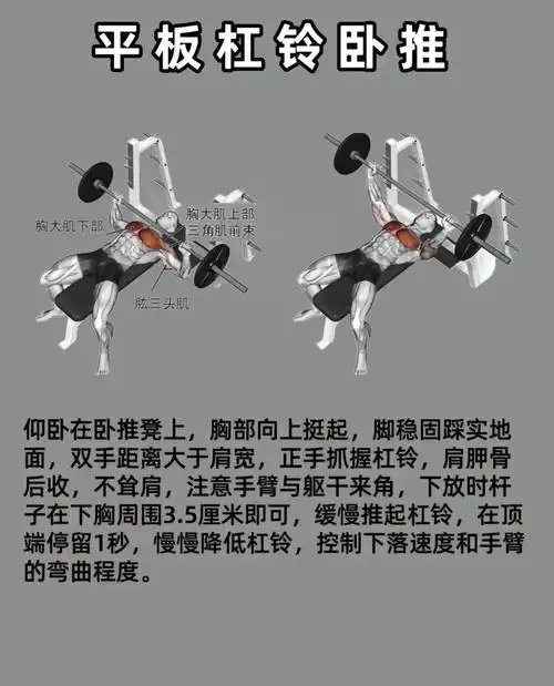 平板杠铃卧推肌肉发力你学会几分?