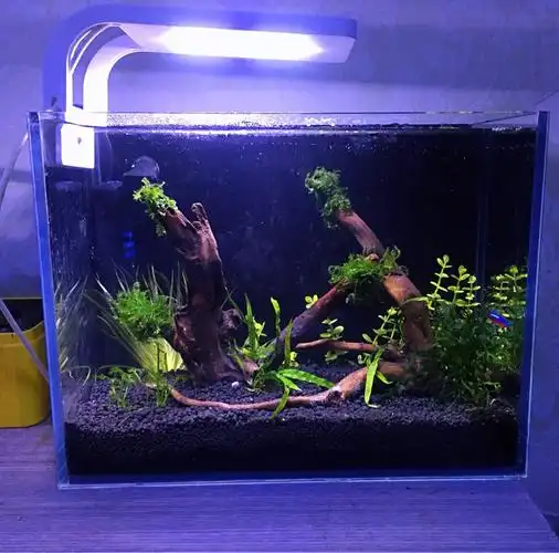 小缸造景,安排 - 水草造景 - cta南美水族 - powered by discuz!