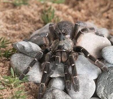 5cm活体巨形宠物毛蜘蛛活体异宠个性另类宠物