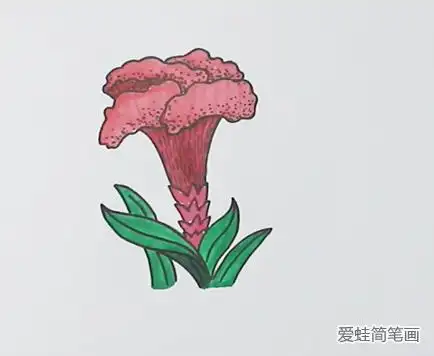 鸡冠花简笔画
