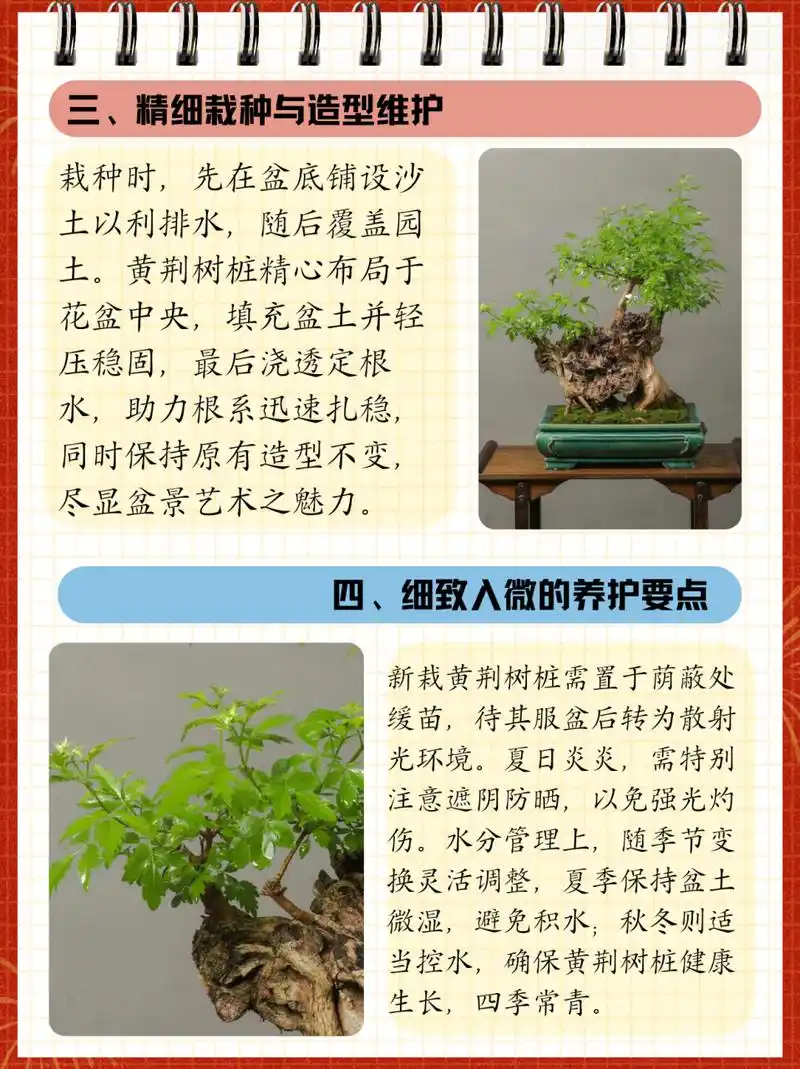 黄荆树桩盆景怎样栽种  看到我爸爸在准备栽种前选了一个大小适合的