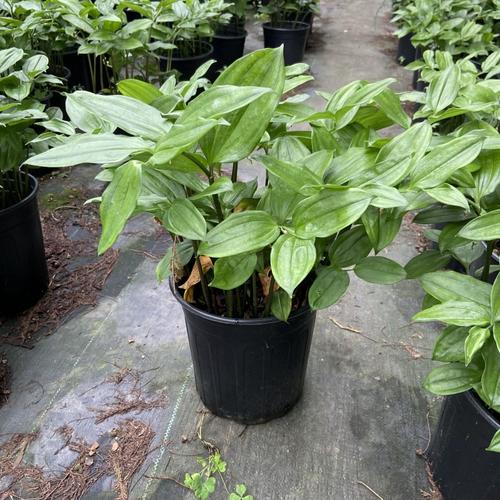 散斑竹根七人工繁育山野草原生种裸根多年生耐阴参镏幸┎闹窠参