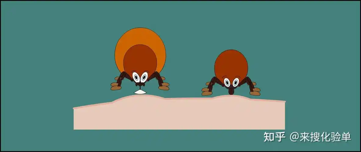 蜱(pí )虫也称牛虱,狗豆子,草爬子,长得虽然像甲虫但并非甲虫,与蜘蛛