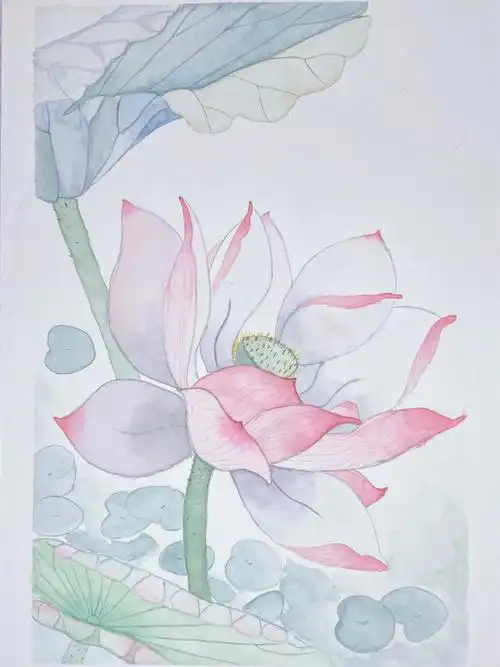 水彩荷花