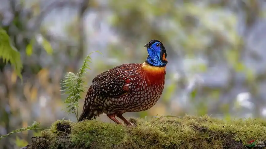 蓦然回首!——红腹角雉