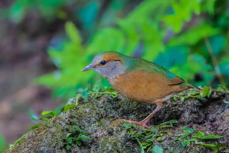 蓝背八色鸫-上次发错图,重新发
