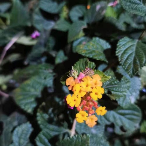 皮肤炎新鲜草药野生臭草七姐妹500克