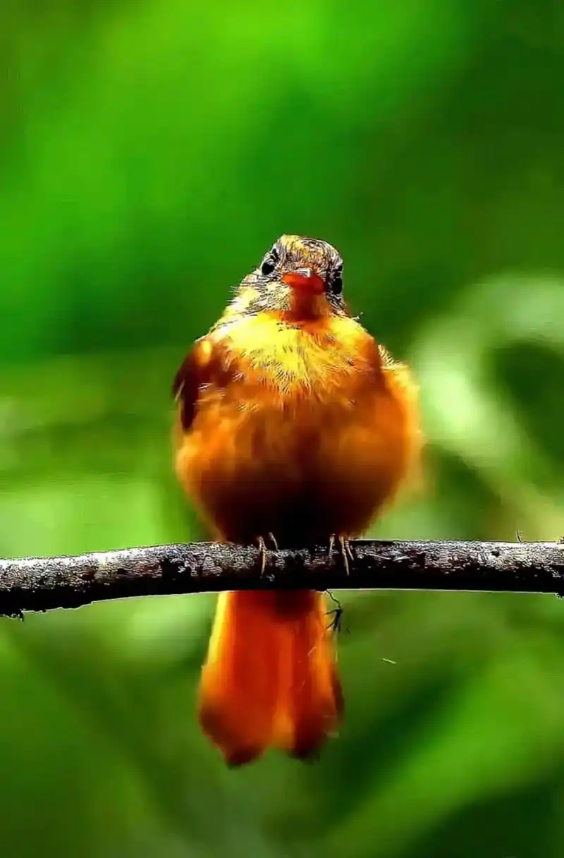 想思鸟.一身的羽毛非常漂亮,有时还把头上的羽毛竖起来,极像怒 - 抖音
