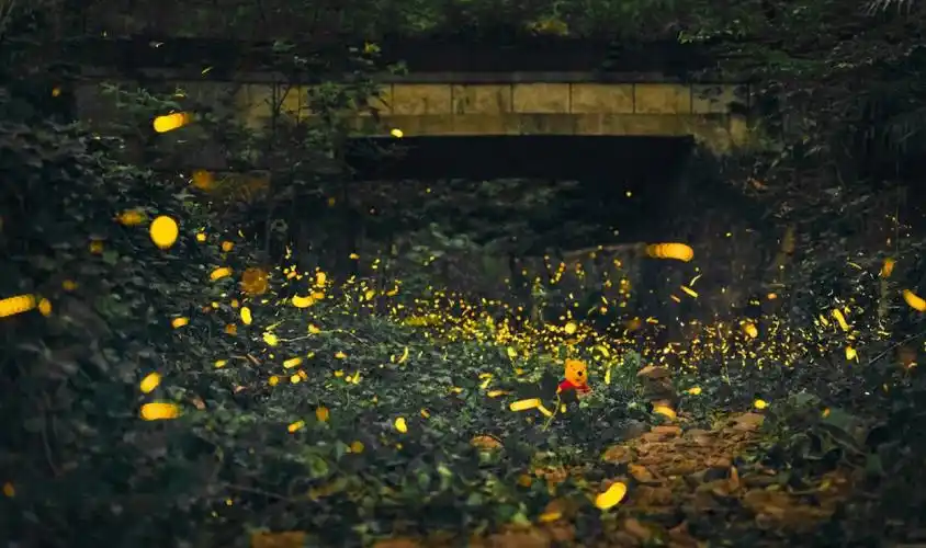 一定要来南京追一次萤火虫!