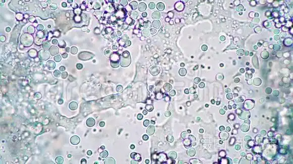 显微镜下乳酸菌培养过程中乳酸菌的亮团短视频