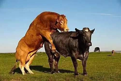 公牛和母牛在田里…结果被起诉了!