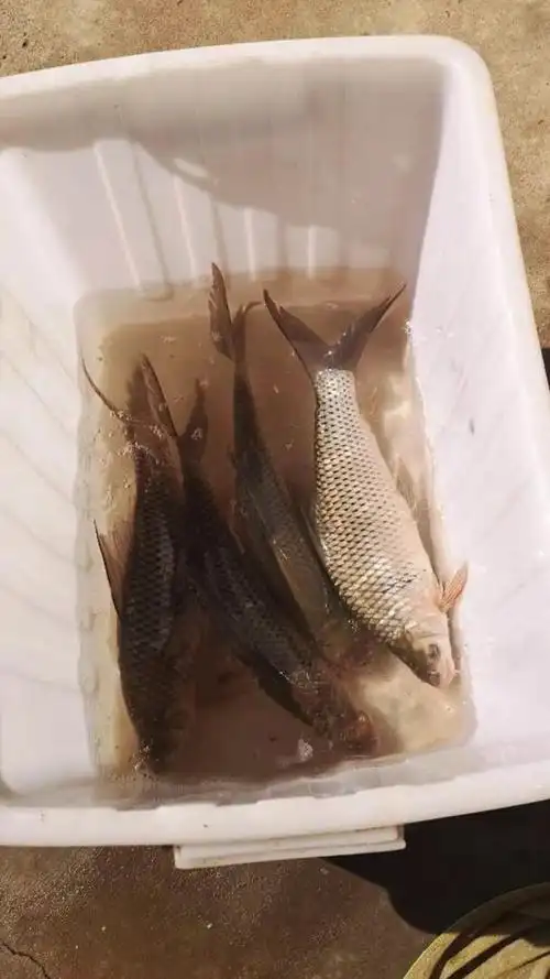 湖南河道出现大量花鲫鱼最大5斤一条哪来的