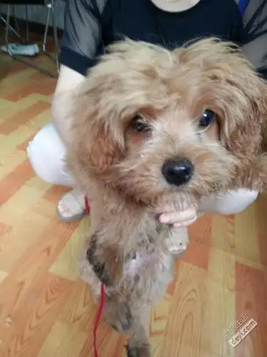 约克夏和泰迪杂交狗狗在渣家路西马街光荣坊小区捡到