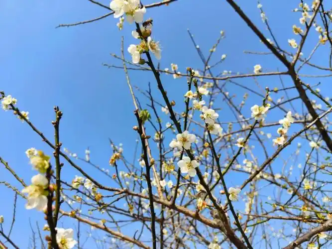周末游玩║萝岗香雪公园