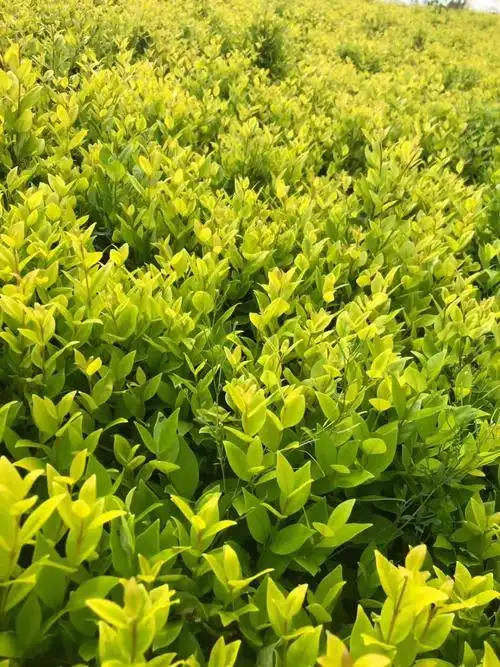 金森女贞金叶女贞山东景希苗木基地量供应金森女贞金叶女贞大量供应