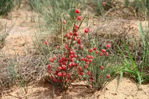 有种野草叫麻黄草, 简直就是"瘾君子"看到它就应走得远远的!你知道么?